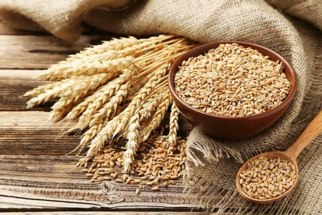 wheat-grains-min